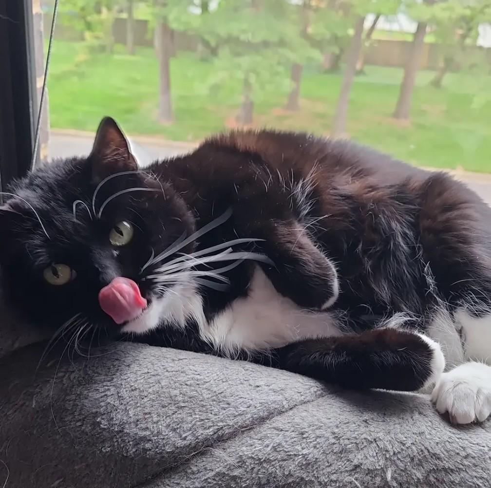 Tequila, Chief Executive Cat